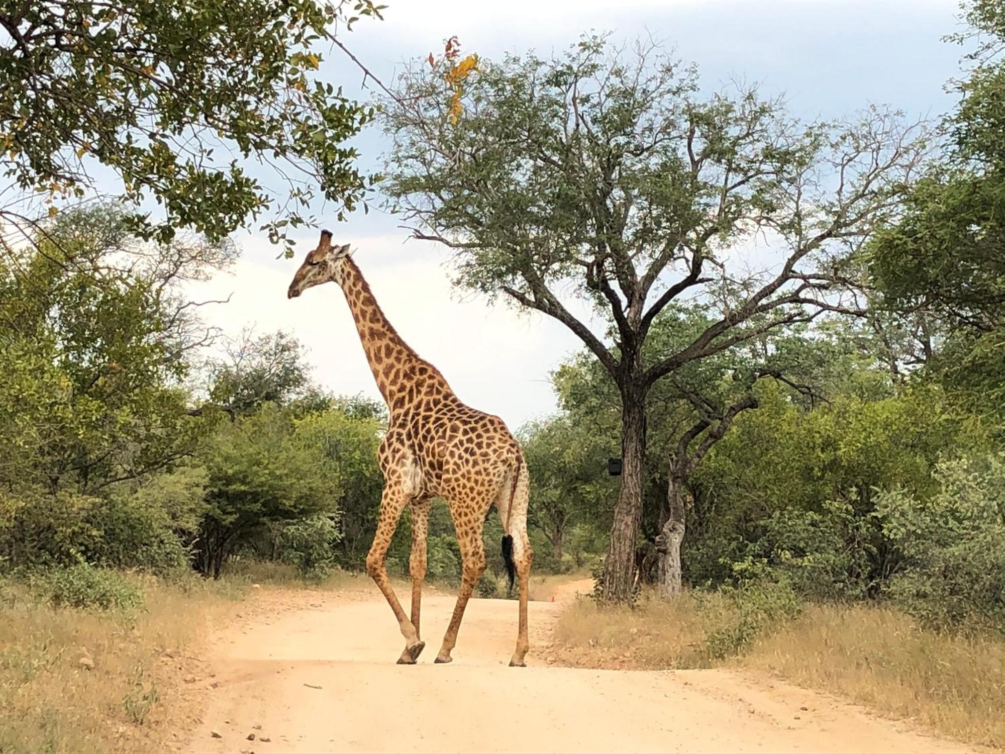 Lodge 54 Hoedspruit Buitenkant foto